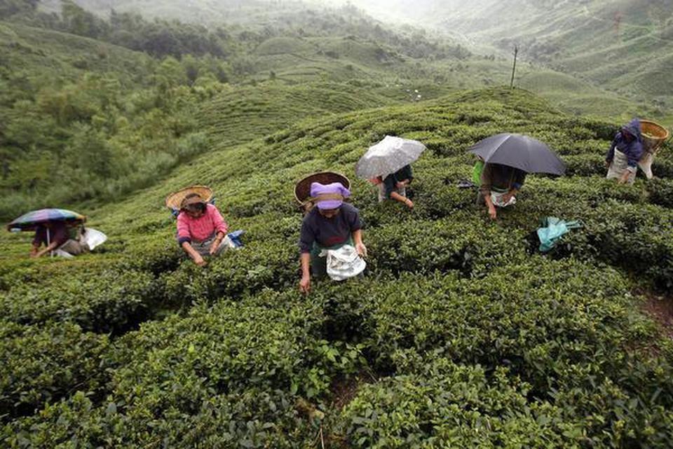 نگرانی صادرکنندگان چای هندوستان نسبت به شرایط نابسامان روسیه