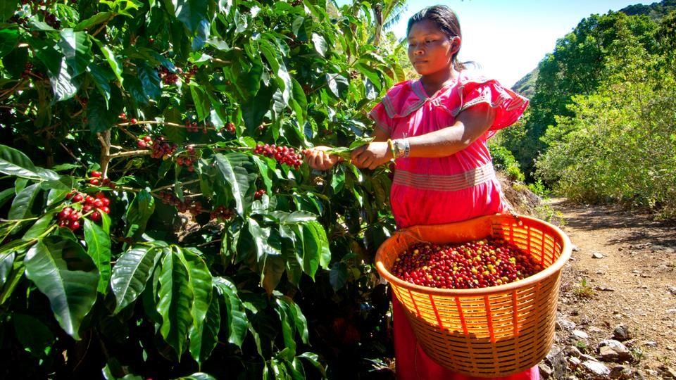 تأثیر تغییرات اقلیمی بر کمبود قهوه، گیاه آووکادو و بادام هندی